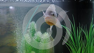Grey cichlid fish swimming around in aquarium : close up