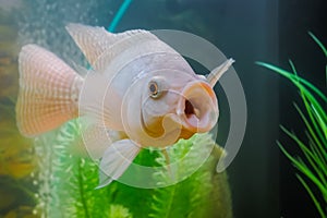 Grey cichlid fish swimming around in aquarium : close up