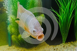 Grey cichlid fish swimming around in aquarium : close up