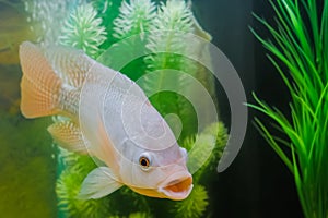 Grey cichlid fish swimming around in aquarium : close up