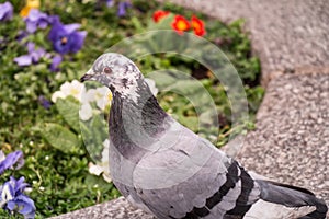 Grey City Pigeon