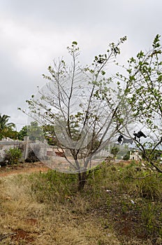Effect Of Dry Weather On Tree