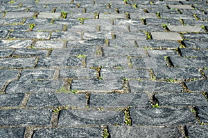 Grey coble stone background. Perspective view of monotone gray brick stone. Sidewalk or pavement with green grass