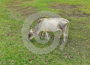 A grey color cow standing on green meadow and eating grass.