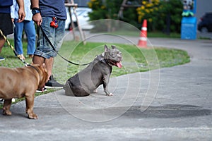 Grey color Pitbull dog with cropped ears standing with his owner