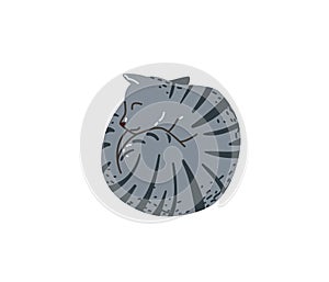 Grey color tabby funny cat sleeping curled up look like circle. Vector illustration in simple cartoon flat style
