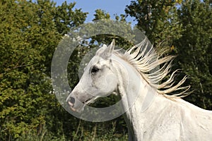 Grey colored arabian horse canter on pasture