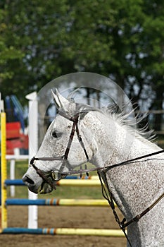 Grey colored beautiful jumping horse canter with her rider