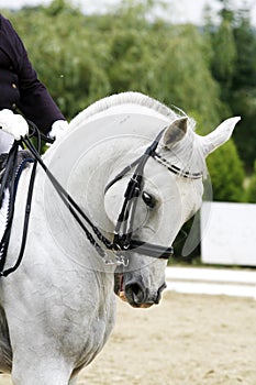 Grey colored dressage horse under saddle with unidentified rider