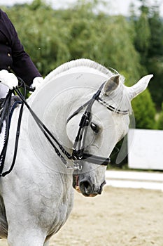 Grey colored dressage horse under saddle with unidentified rider photo