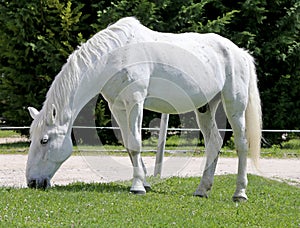 Grey colored lipizzaner horse eats grass on a green rural ranch