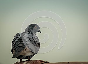 Grey colored pigeon looking back