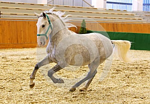 Grey colored youngster lipizzan horse galloping in riding hall