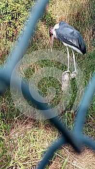 Grey colour beautiful bird in kuwait zoo