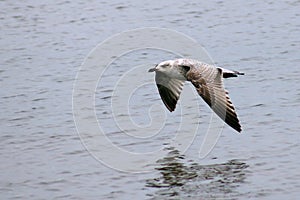 Grey coloured seagull flying low over the sea