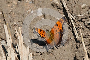 Grey Comma Butterfly - Polygonia progne
