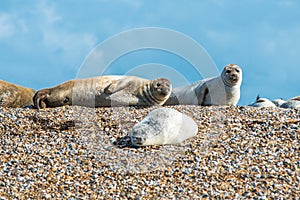 Grey and Common or Harbour Seals