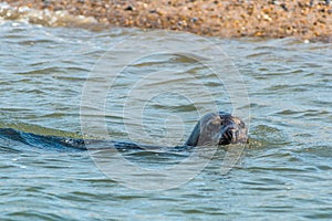 Grey and Common or Harbour Seals