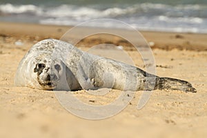 Grey common seal on beach
