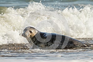 Grey common seal on beach playing in sea