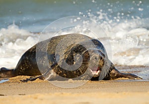 Grey common seal on beach playing in sea