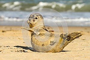 Grey common seal pup cub on sandy beach