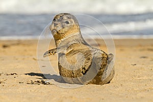 Grey common seal pup cub on sandy beach