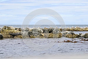 Grey common seals on beach