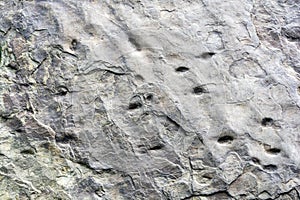 Grey concrete wall texture background. Textured plaster