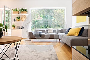 Grey corner couch with cushions in real photo of white living room interior with window, fresh plants, carpet and big lamp