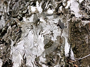 Grey cortex of a tree seen from close
