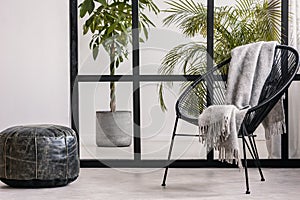 Grey cozy blanket on black fancy armchair in spacious living room interior with urban jungle