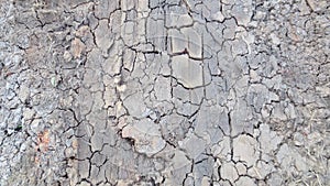 Grey crack of dried soil background