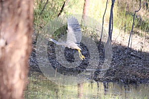 Grey Crane Bird Take-off