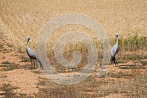 Grey crane birds back to back in a wheat field