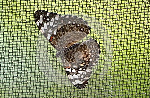 Grey Crapper Butterfly