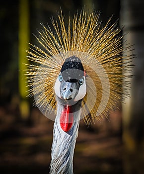 Grey Crested Crane