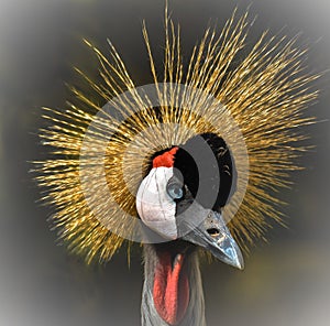 Grey crested Crane