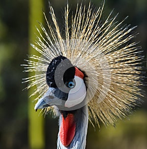 Grey crested Crane