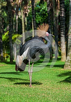 Grey Crested Crane.