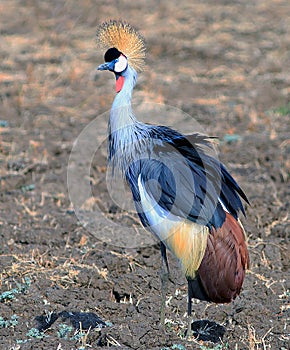 Grey Crested Crane standing on the dry plains in South Luangwa National Park, Zambia