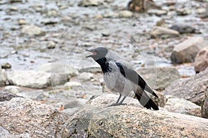 Grey Crow