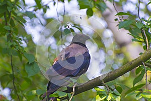 Grey crow on a branch