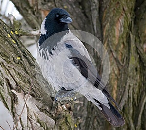 Grey crow on the branch (Corvus cornix)