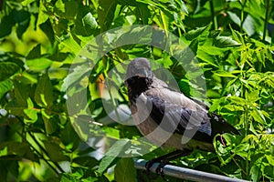 Grey crow in city park. Advanced species of commensal animals