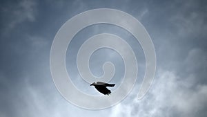 grey crow in flight. Advanced species of commensal animals photo