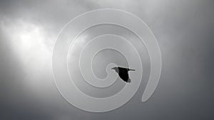 grey crow in flight. Advanced species of commensal animals photo