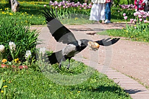 Grey crow found some food and flies away