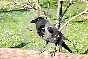 A grey crow sitting on bench photo