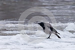 Grey crow on snow and ice on a bank of river